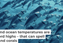 As ocean temperatures rise during El Niño, fish can find themselves in hot water. Geoff Trodd/Unsplash
